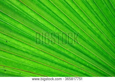 Close Up Of Green Palm Leaf Background Theme, Macro Of Palm Leaf Background, Green Coconut Or Palm L