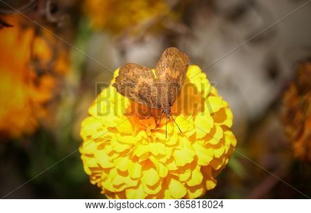 Macro Of Ariadne Ariadne Or The Angled Castor Butterfly On Marigold Flower