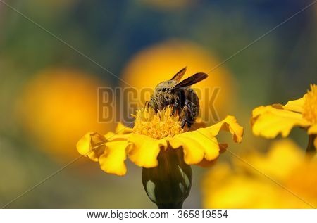 Macro Of Honey Bee While Collecting Honey From Marigold Flower In Daylight