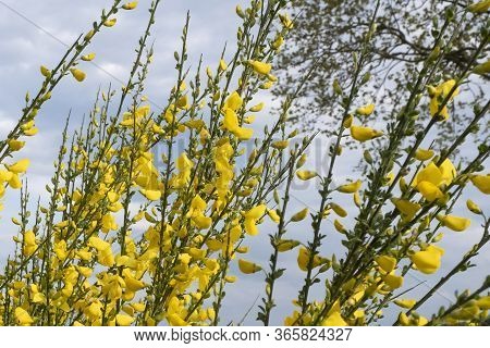 Cytisus Scoparius, Common Broom Or Scotch Broom Yellow Flowers Closeup Selective Focus.