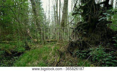 Tree Roots - Beautiful Nature And Relaxing Peace In The Nature Reserve On A Spring Day.