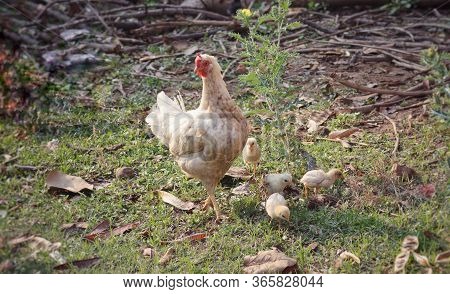 Chicken With Its Chick Searching For Food On Ground