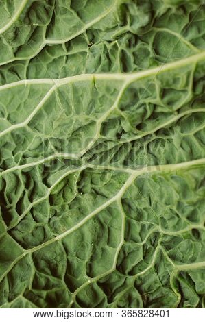 Green Cabbage Texture And Background For Design. Organic Pattern And Texture. Close Up View Of Raw G