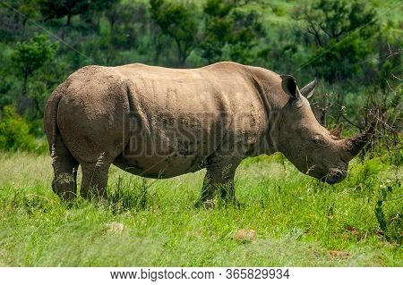 Wild Rhinoceros In South African Game Reserve