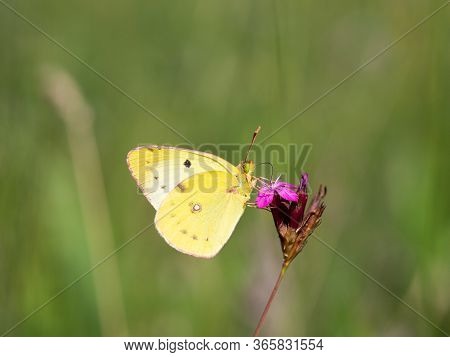 Berger's Clouded Yellow (colias Alfacariensis) Butterfly Of Family Pieridae, Sitting On Pink Meadow 