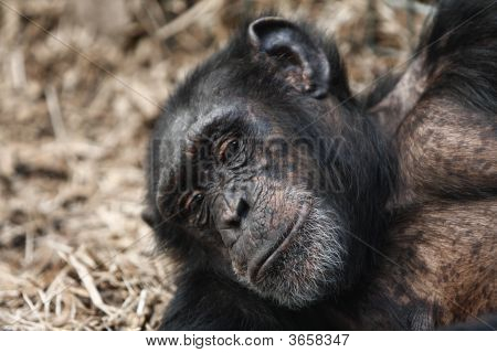 Un chimpancé con diciendo Look