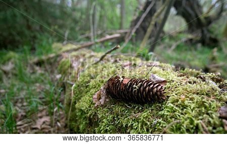 Forest Walk In The Nature Reserve On An Early Morning In Spring.