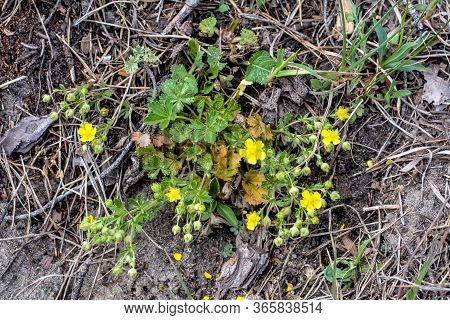 Wild Plant Potentilla Arenaria On The Meadow. Small Yellow Flower Growing On Sand Soil.