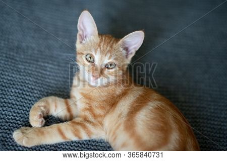 Little red kitten with blue eyes resting on sofa. Adorable little pet. Cute child animal. Tabby cat relaxing at home, natural light