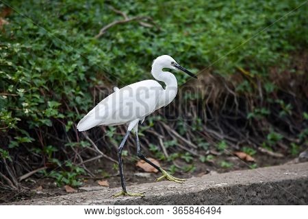 White Heron Walks Slowly Along The Edge Of The Sidewalk At Lumpini Park In Bangkok.