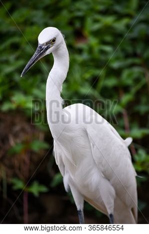 White Heron Walks Slowly Along The Edge Of The Sidewalk At Lumpini Park In Bangkok.