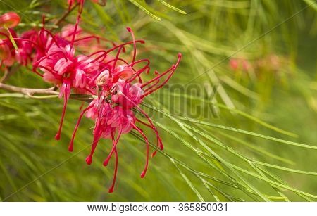 Sumac The Turkish Spice - Herb Pink On Green Wall