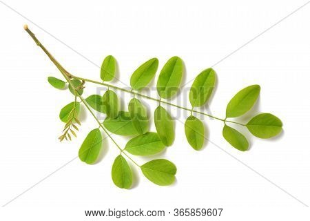 Black Locust Branch Isolated On White Background