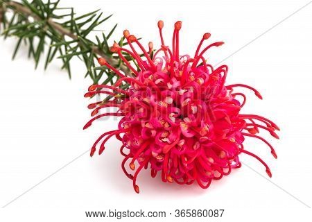 Grevillea Juniperina Flower Isolated On White Background