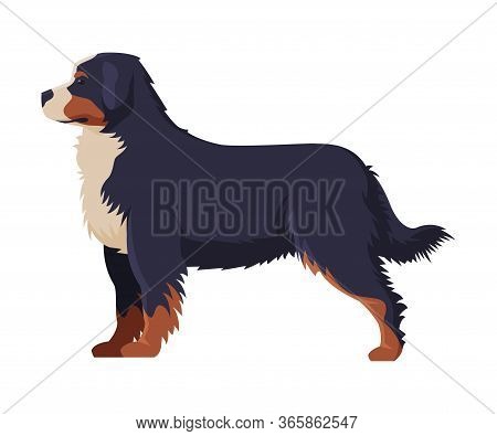 Bernese Mountain Dog Purebred Dog, Pet Animal, Side View Vector Illustration