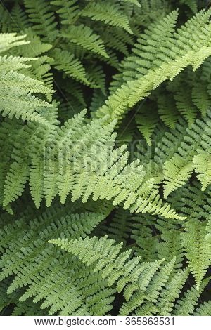 Fern Leaves, Ferns. Detail Of Green Foliage In A Uk Garden Setting. Wood Fern Dryopteris Filix-mas