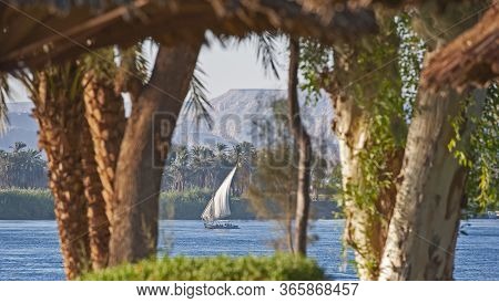 Traditional Egyptian Felluca River Boat Sailing On The Nile With Trees In Foreground