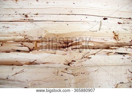 Background. A Tree That Was Splited. There's A Deep Gap Inside. Place For Inscription