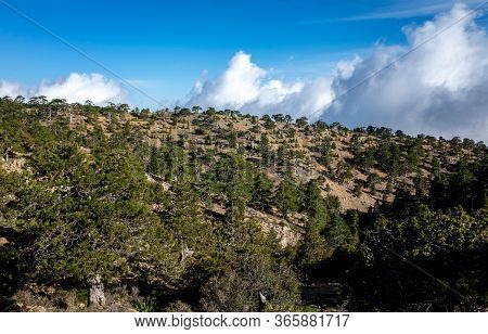 Lebanese Cedars In A Mountain Forest In The Central Part Of The Island Of Cyprus;