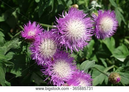 Bunch Of Pink Flowers Of Centaurea Dealbata In Mid May