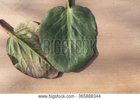 On A Wooden Background Are Two Leaves Of Badan Or Mongolian Tea (lat. Bergenia Crassifolia).
