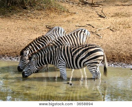 Zebra