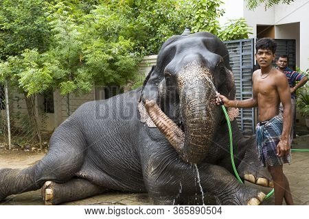 Tirunelveli,tamilnadu/india-aug 27 2016 :  Elephant Taking Bath In Water Hose Pipe With The Help Of 