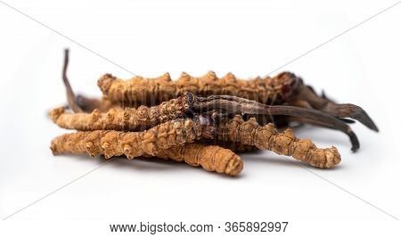 Close Up Ophiocordyceps Sinensis Or Mushroom Cordycep This Is A Herbs. Medicinal Properties In The T