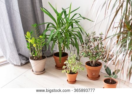 Beautiful Green Indoor Yucca Aloifolia And Ficus Benjamina Kinky Flower, Ficus With Zamioculcas And 