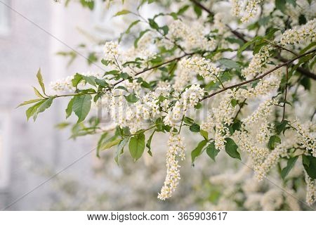 White Flowers Blooming Bird Cherry. Bird Cherry Tree In Blossom. Close-up Of A Flowering Prunus Aviu