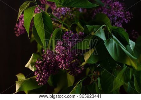 Purple Lilac Flowers With Fresh Green Leaves On Black Background With Selective Focus. Dark And Mood