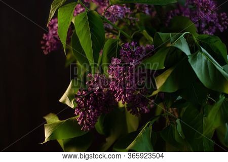 Purple Lilac Flowers With Fresh Green Leaves On Black Background With Selective Focus. Dark And Mood