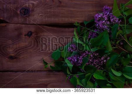 Purple Lilac Flowers With Fresh Green Leaves On Black Background With Selective Focus. Dark And Mood