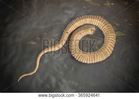 Dracunculus Medinensis, Or Guinea-worm, First-stage Larva, 3d Illustration. Larvae Are Excreted From