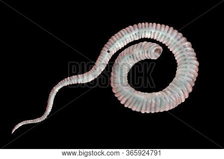 Dracunculus Medinensis, Or Guinea-worm, First-stage Larva, 3d Illustration. Larvae Are Excreted From