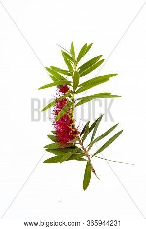 Close-up View Of A Calistemon Flower - Bottlebrush Plant: Red Flower With Numerous Anthers And Some 