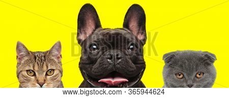 cute 3 animals team consisting of a metis cat, French Bulldog dog and Scottish Fold cat are standing next to each other and sticking out tongue on yellow background