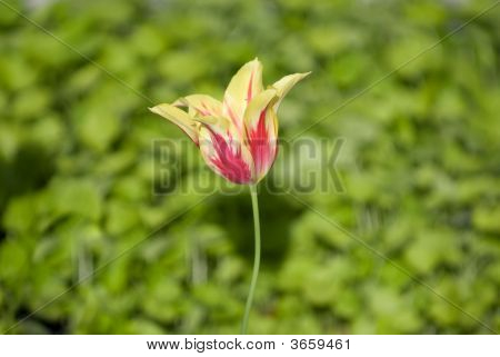 Tulipaner