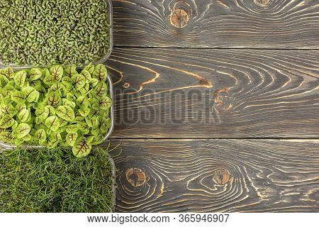 On A Wooden Background With The Edge Of Three Boxes With Young Sprouts Of Onions, Sorrel And Mustard