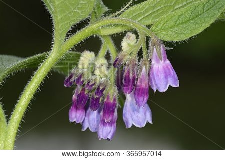 Russian Comfrey - Symphytum X Uplandicum 
Closeup Of Coiled Flowers