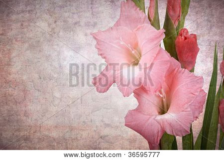 Closeup gladioli rosa, sfondo effetto vintage con lo spazio per il testo