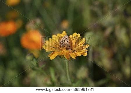 Butterfly On The Flowers Of Calendula On A Summer Day. Orange Flowers In The Garden Of Calendula.