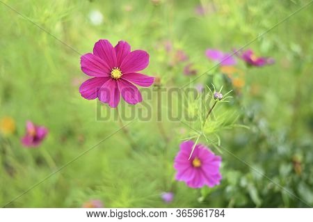 Pink Flower In The Summer Green Garden.