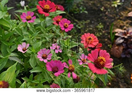 Bright Beautiful Flowers In The Summer Garden.