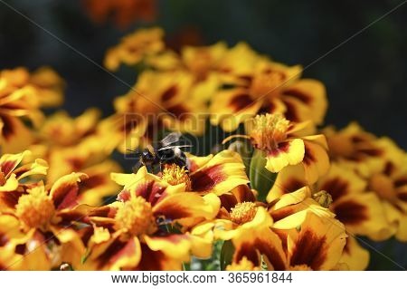 Bee On The Orange Marigold Flower In The Garden.