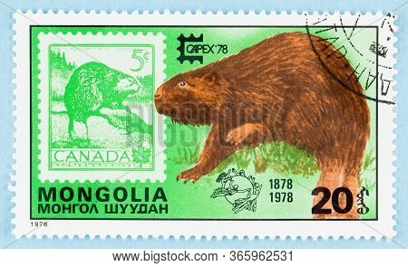 Seattle Washington - May 11, 2020:  Stamp In Stamp Featuring Beavers On Mongolia And Canada Stamps. 