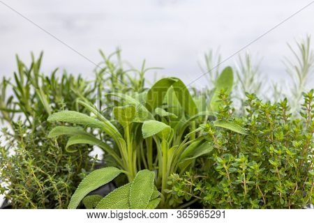 mix of herbs in a pot - rosemary, thyme, sage, Italian smil and marjoram