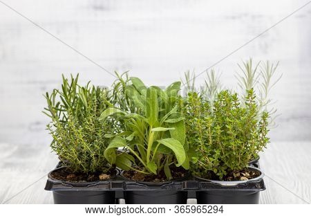 mix of herbs in a pot - rosemary, thyme, sage, Italian smil and marjoram