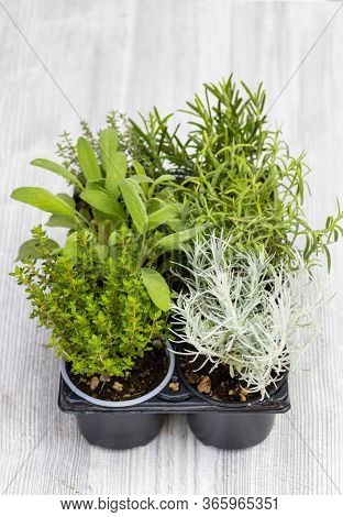 mix of herbs in a pot - rosemary, thyme, sage, Italian smil and marjoram