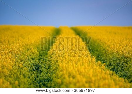 Field Of Bright Yellow Rapeseed In Spring